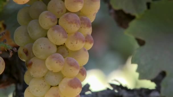 Chardonnay-druiven rijpen op de wijnstok — Stockvideo