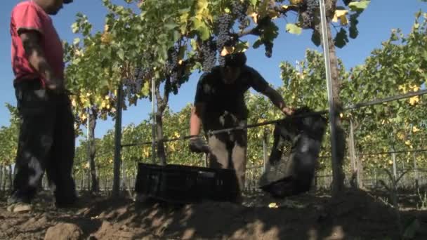 Hombres recogiendo uvas de vino tinto — Vídeo de stock