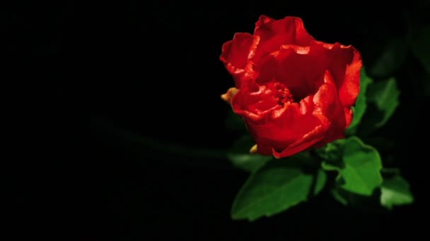 Si apre un fiore rosso — Video Stock