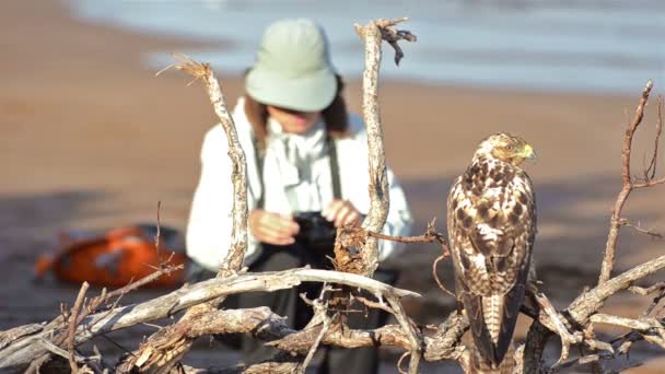 Fotógrafo y halcón endémico de Galápagos — Vídeo de stock