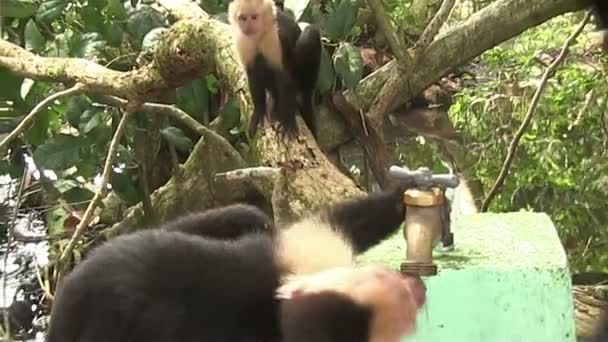 Singes capucins jouant — Video