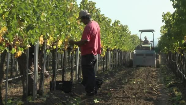 Kırmızı şarap üzüm toplama erkekler — Stok video