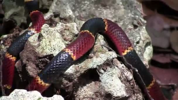 A coral snake crawls amongst rocks — Stock Video