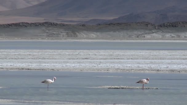 Flamingo e o Salar de Laco — Vídeo de Stock
