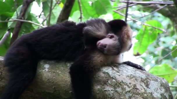 Monos capuchinos con bebé — Vídeo de stock