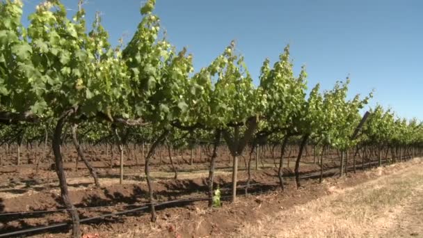 Fila de vides de vino merlot en Talca — Vídeo de stock