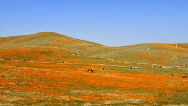 People walking in poppy field — Stock Video