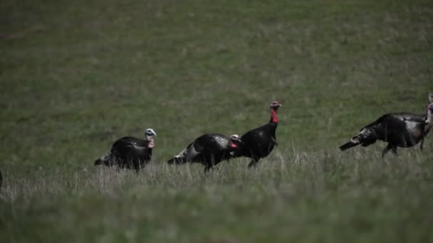 Een groep van kalkoenen wandeling — Stockvideo