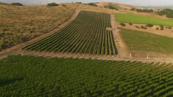 Виноградники округа Санта-Барбара — стоковое видео