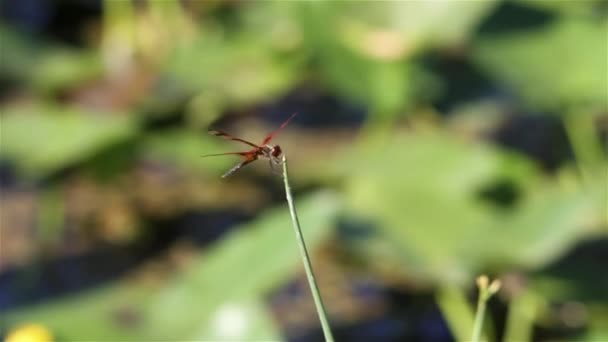 Πράσινο dragonfly στην υποκατάστημα — Αρχείο Βίντεο