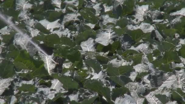 Gli irrigatori irrigano un campo di broccoli — Video Stock