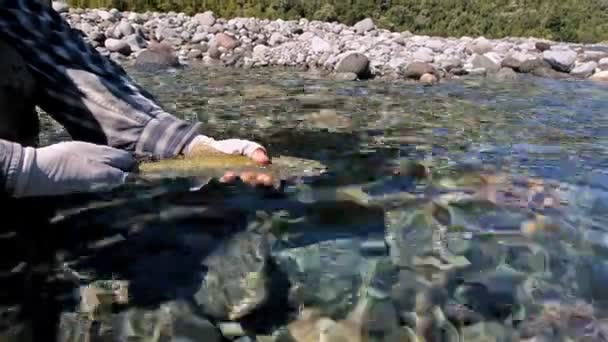 Guide catch and releasing a rainbow trout — Stock Video