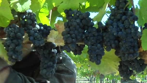 Colheita de uvas de vinho — Vídeo de Stock