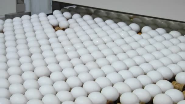 Eggs move along on a factory — Stock Video