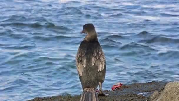Cormorant sautillant vers l'eau — Video