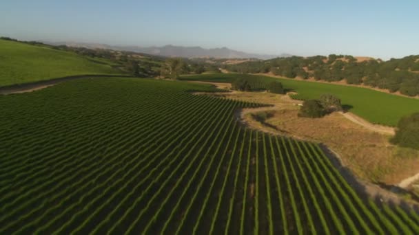 Santa Barbara County üzüm bağları — Stok video