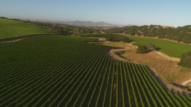 Santa Barbara County vineyards — Stock Video