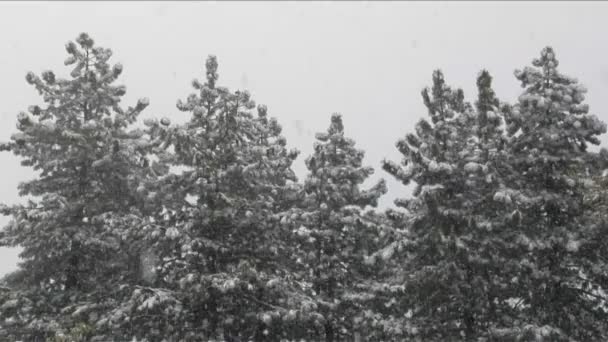 Neve cai em meio a — Vídeo de Stock