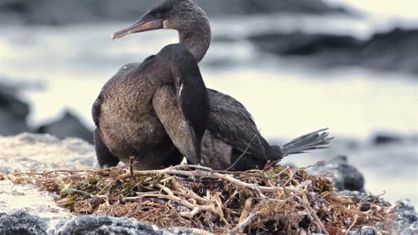 Een paar Galapagos-Flightless aalscholvers — Stockvideo