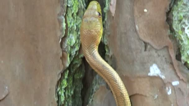 Una serpiente rata amarilla se desliza — Vídeos de Stock