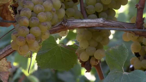 Uvas Chardonnay madurando en la vid — Vídeo de stock