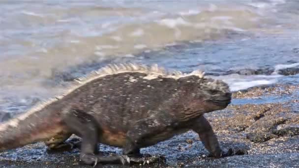 Морская игуана выходит из воды — стоковое видео