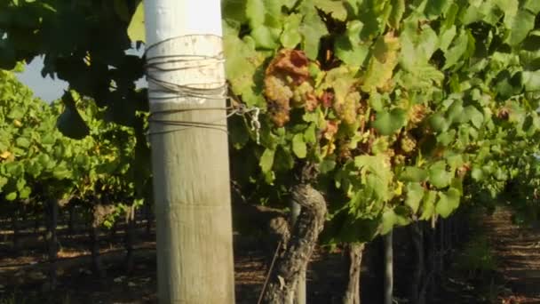 Ряд виноградных лоз в винограднике — стоковое видео