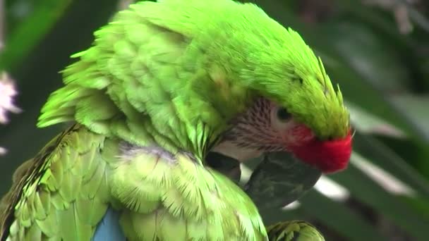 A great green macaw — Stock Footage A great green macaw Royalty Free Stock Video