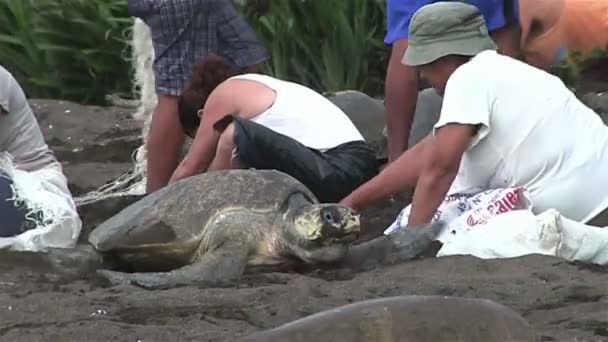 Menschen mit Schildkröten am Strand — Stockvideo