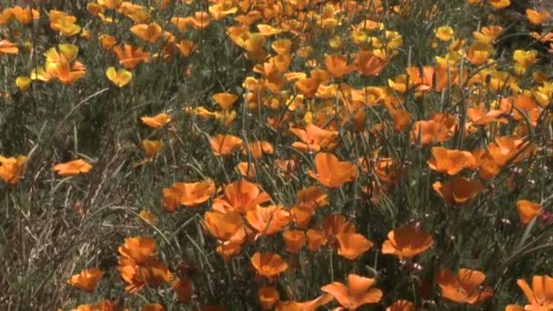 Papaveri in vigna nella Valle di Casablanca — Video Stock