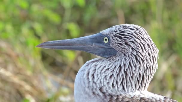 Blue footed booby faccia — Video Stock