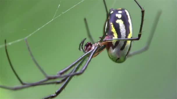 Садовый паук плетёт свою паутину — стоковое видео