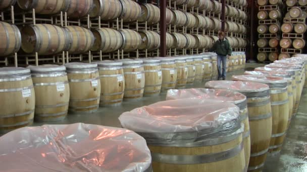 Bir winemaker ilerleme denetler — Stok video