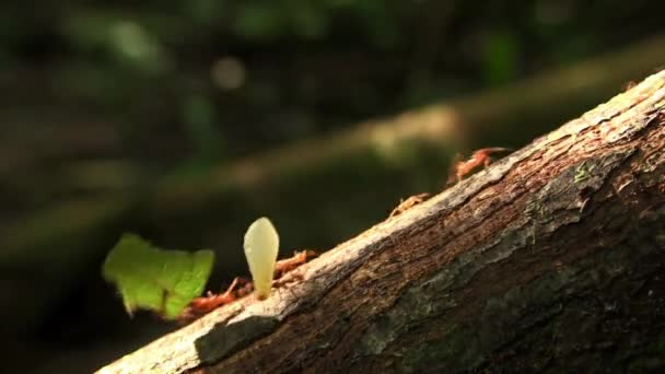 Листоносые муравьи перемещают листья по лесной подстилке — стоковое видео