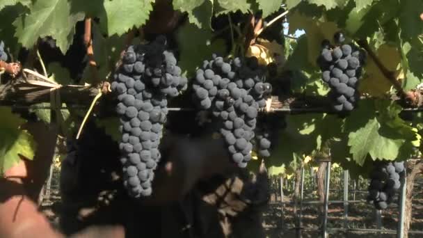 Handen rode wijn druiven plukken — Stockvideo