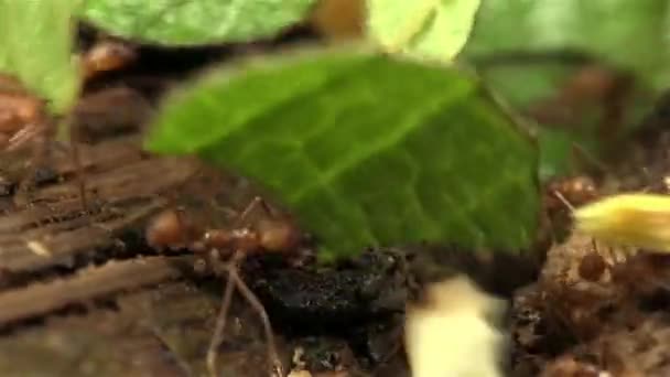 Leafcutter ants move leaves across a forest floor — Stock Video