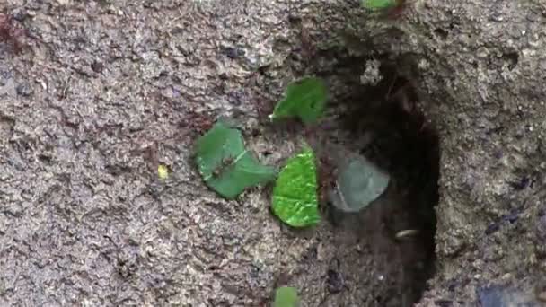 Formigas cortadeiras movem folhas através do galho — Vídeo de Stock