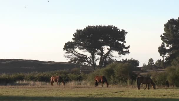 Les chevaux paissent dans un pâturage — Video