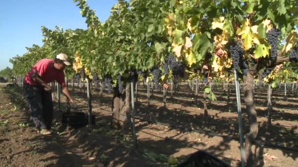 Hombres recogiendo uvas de vino tinto — Vídeo de stock