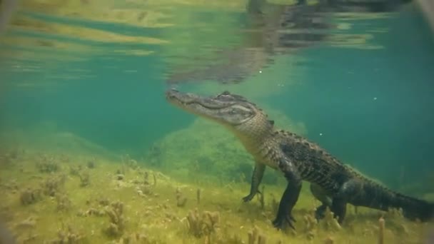 Alligator zwemt in water — Stockvideo