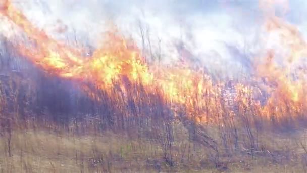 Gras branden op een powerline-corridor — Stockvideo