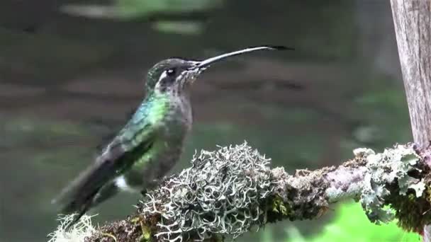 Hummingbird sits on a tree — Stock Video