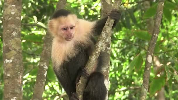 Bir ağaçta capuchin maymunu — Stok video