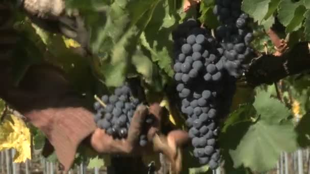 Manos recogiendo uvas de vino tinto — Vídeos de Stock