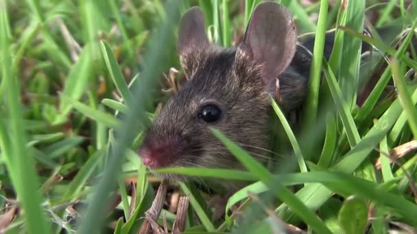 Ratón camina en la vegetación — Vídeo de stock