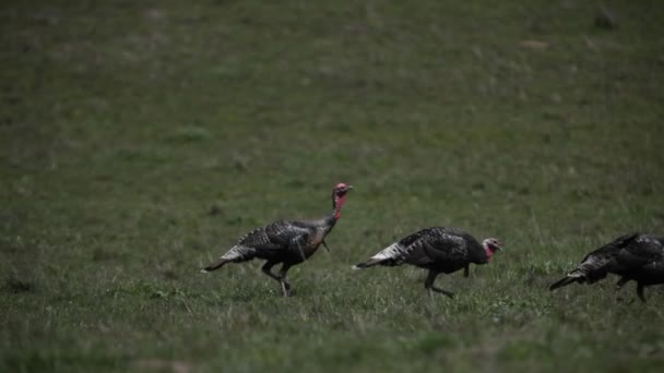 Wild turkeys walking i field. — Stock Video