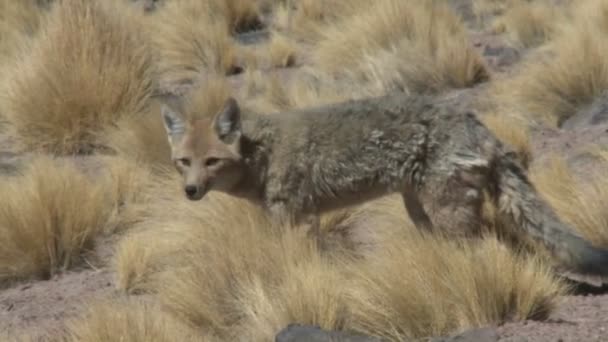 Ökenräven i altiplano — Stockvideo