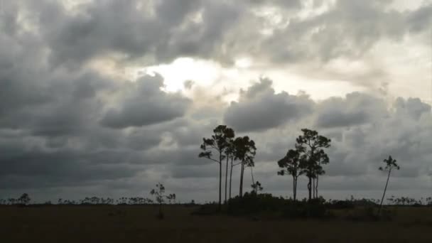 Storm waait over de Florida Everglades — Stockvideo