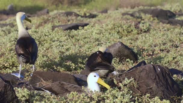 Albatrosse kreisen während eines Balzrituals — Stockvideo