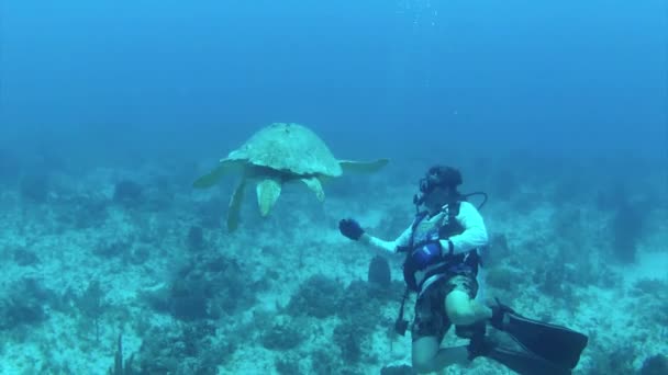 Водолаз с морскими черепахами — стоковое видео